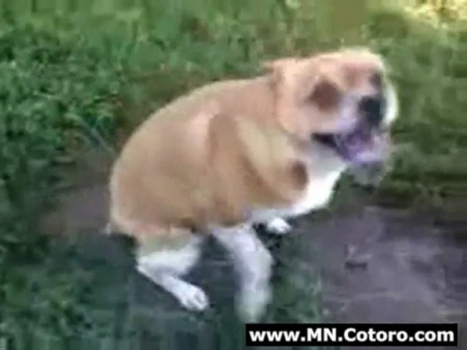 Scooting Dogs