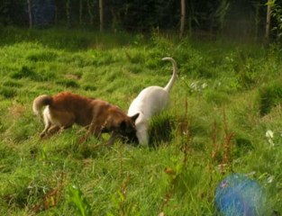 Présentation d'un Poulain à des chiens