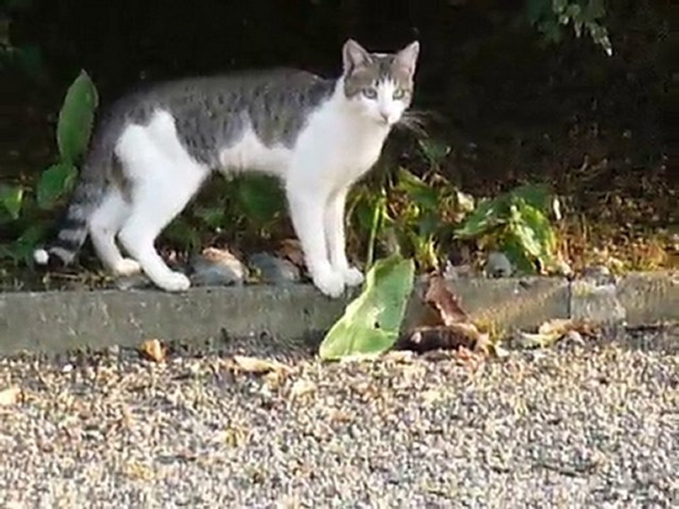 CHUPA ET LA TAUPE -suite CHAT ET TAUPE