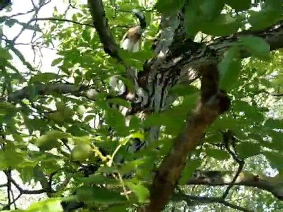 Chats perchés Bagneux juillet 2010