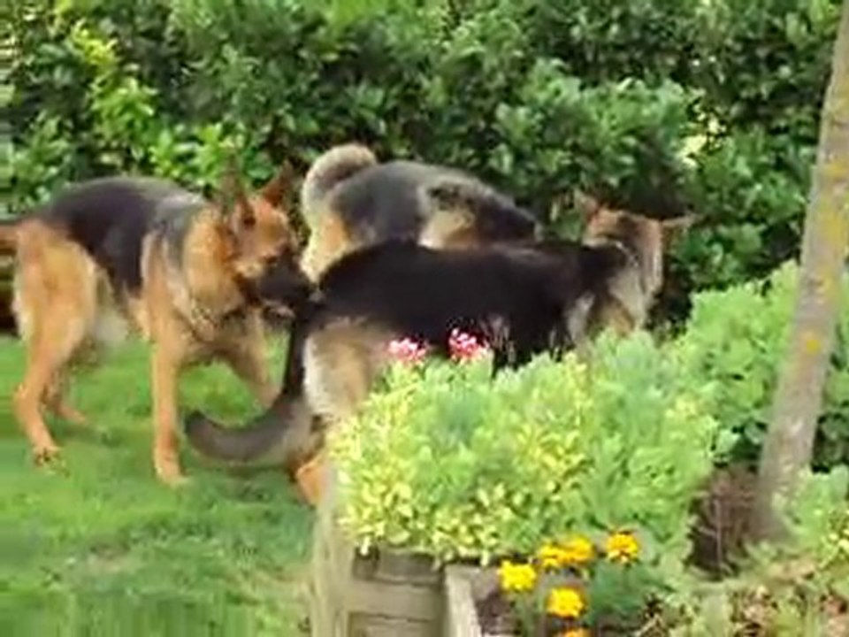 Jeu de  jeunes bergers allemands