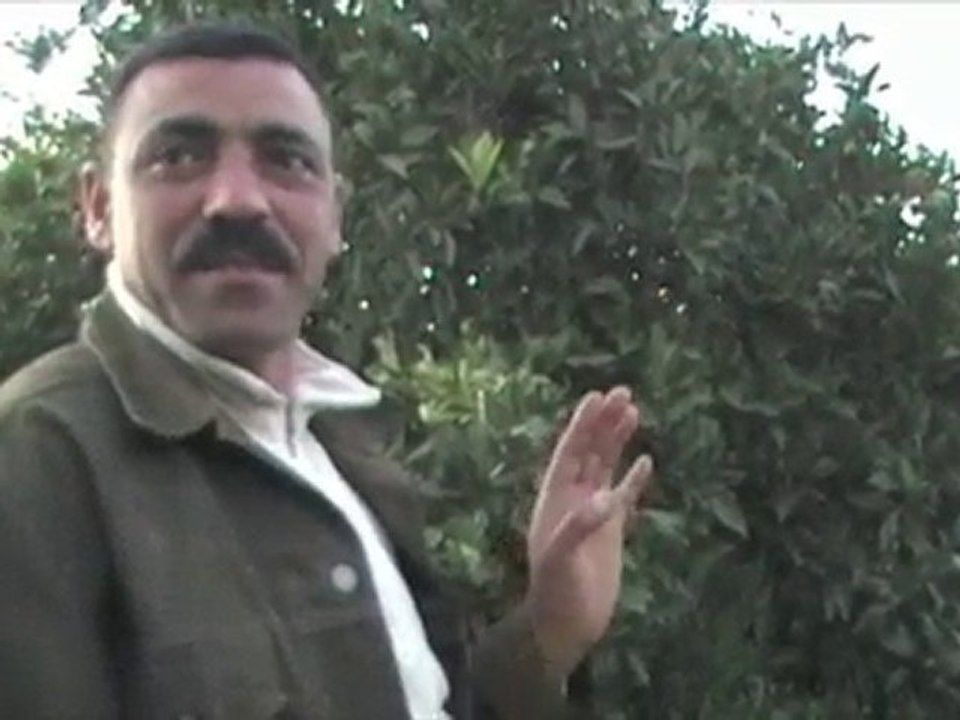 Orange plantage in North Tunisia