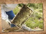 BeeKeeping Guide Secrets - from the hive