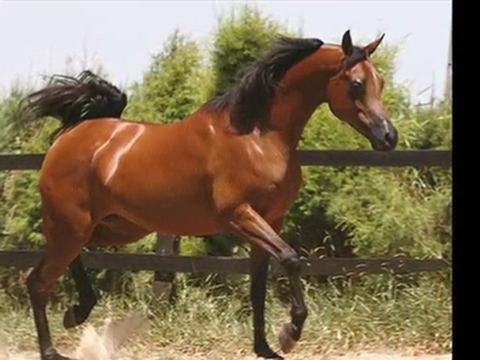 Le pur sang arabe