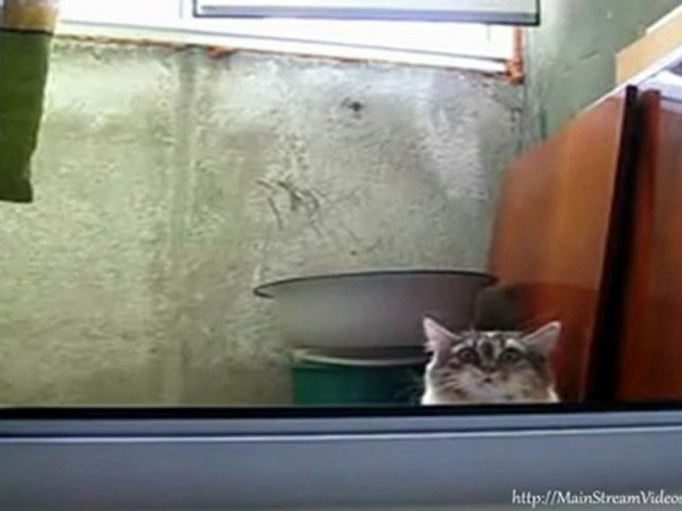 Peeping Tom Kitteh