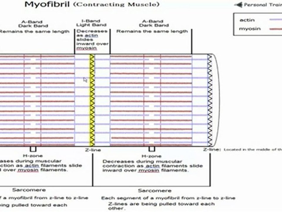 Sliding Filament Theory part 1 - video Dailymotion