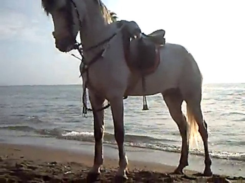 الحصان العربي