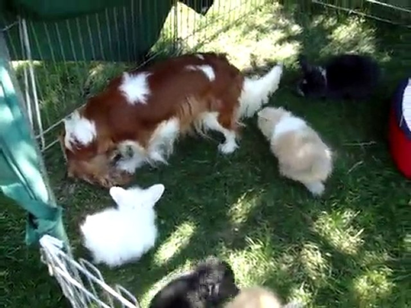 ⁣MOV03174 lapin bélier angora teddy et cavalier king charles