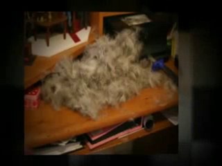 Perth Dog Grooming - The Furminator- 'Kill the fluff'