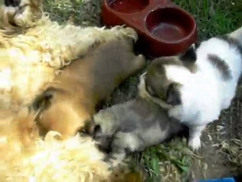 bebes Chihuahua et Chi Apso