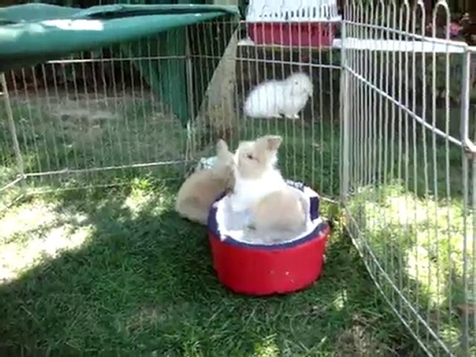 MOV03170 lapins bélier nain angora teddy