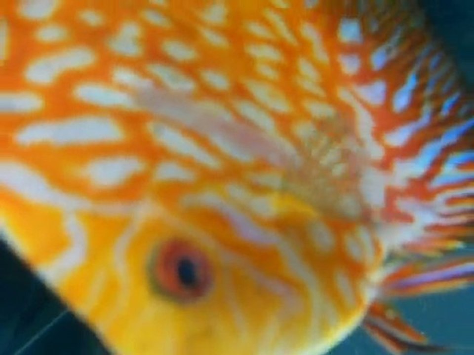 Discus Malade 3