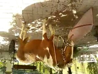 Tagada s'est enlever son tapis