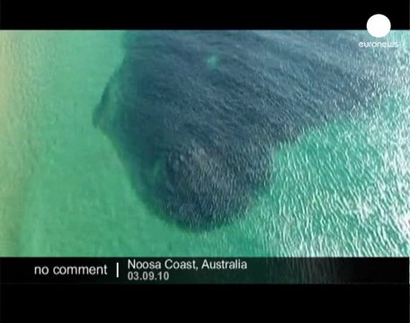 Sharks prey over a school of fish in Australia - no comment