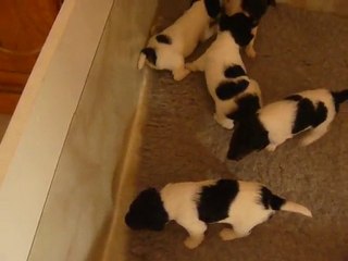 Nous jouons à la bagarre !