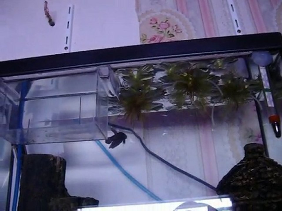 Contruction d'un nid de bulles de Betta Splendens