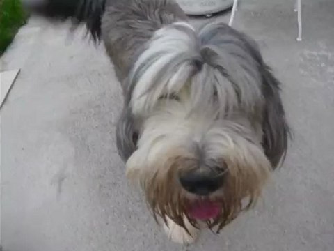 mon chien, Virgile ,déteste Grisette , mon chat