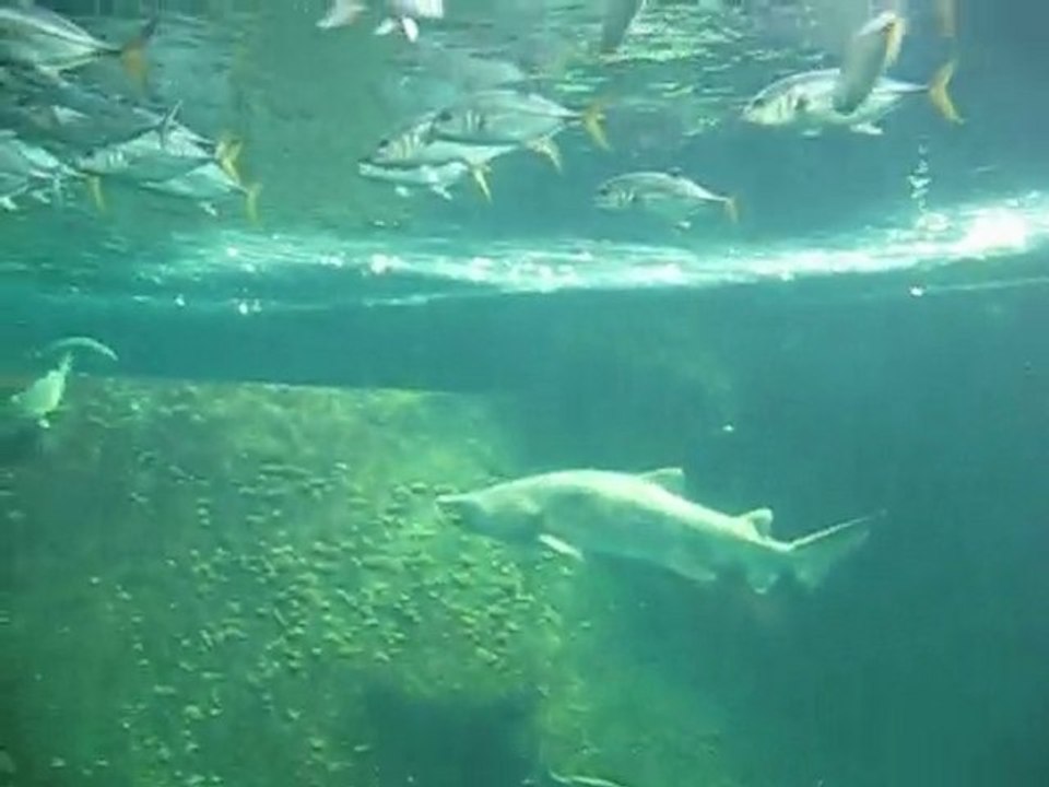 le bassin des requins