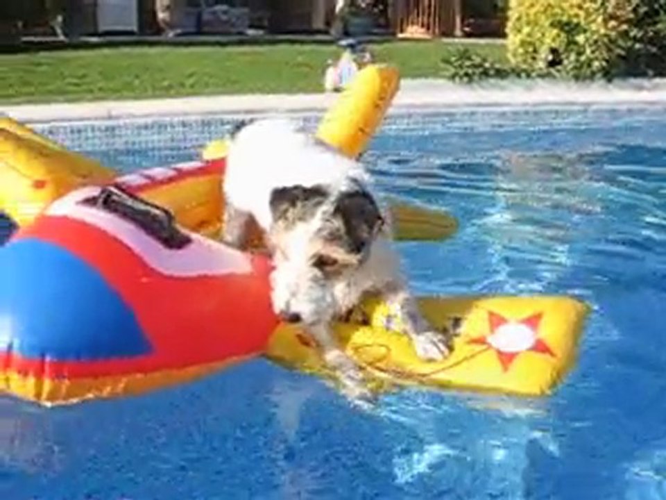 Lulu dans la piscine...Août 2010