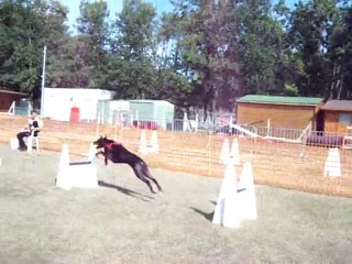 valéa doberman flyball au Mans 4 sept 2010