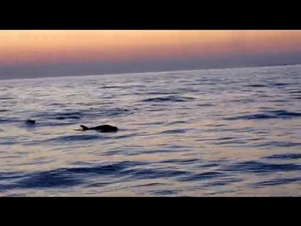 Bandolais.fr : Dauphins au large de Bandol sept 2010