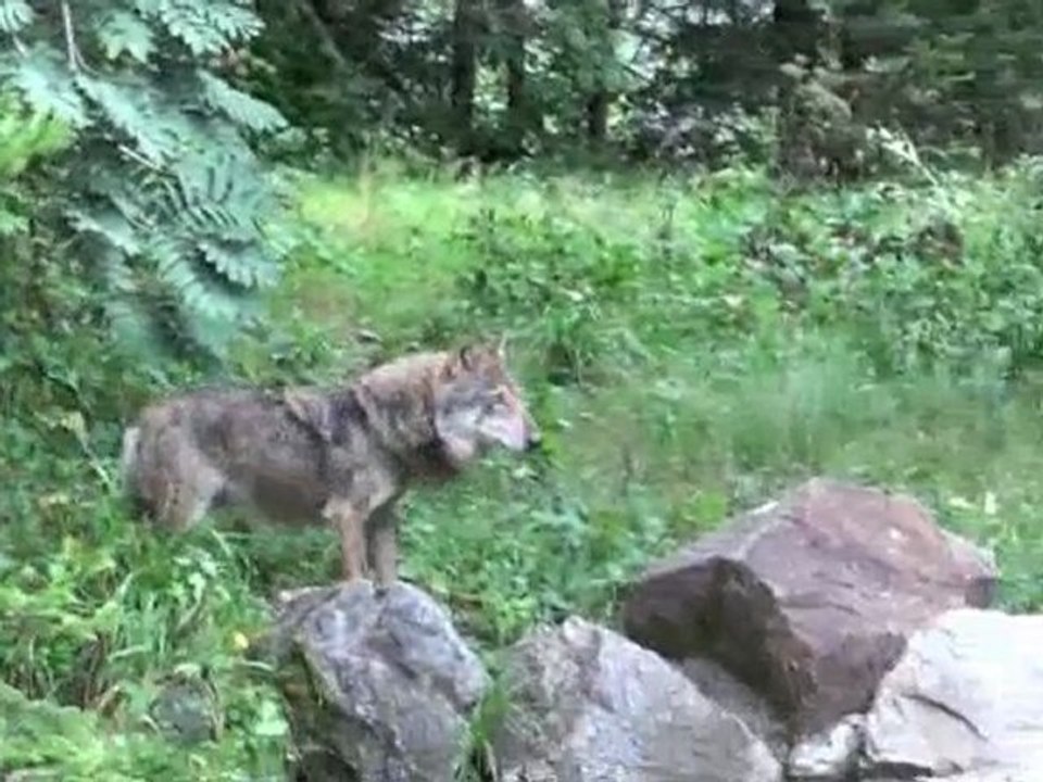 Les loups du Mercantour