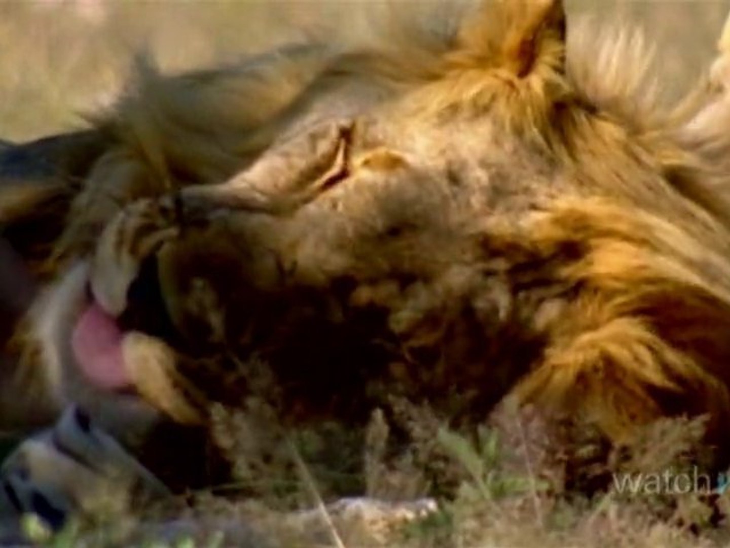 Travel Guide: Namibia - Wildlife