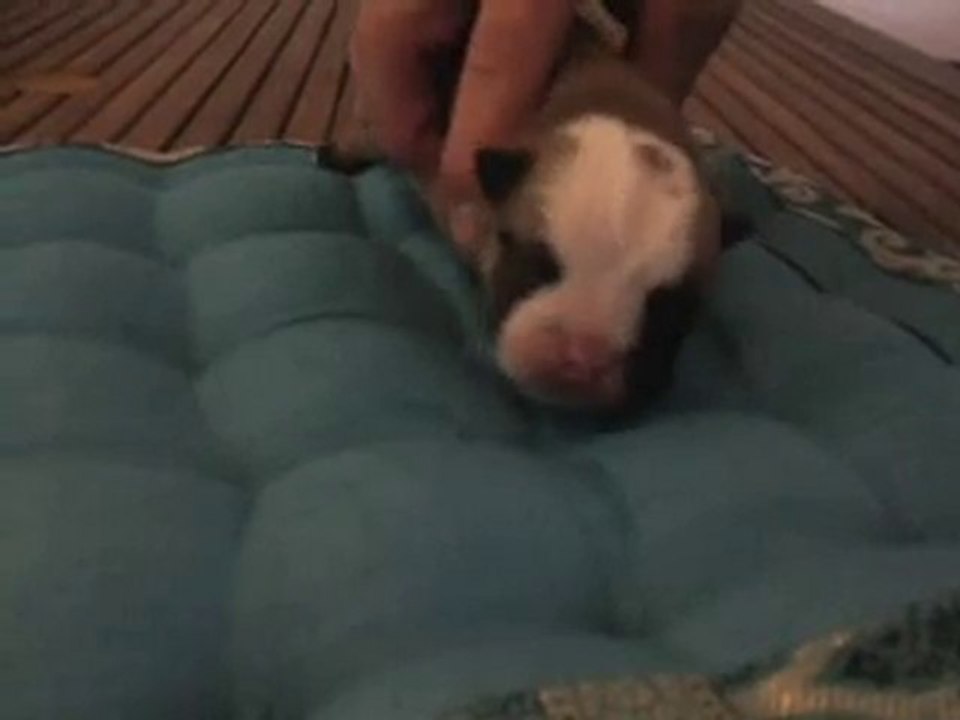 Vidéo0003
