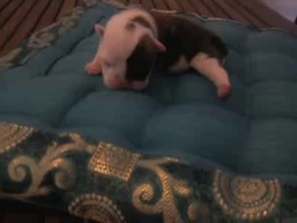 Vidéo0007