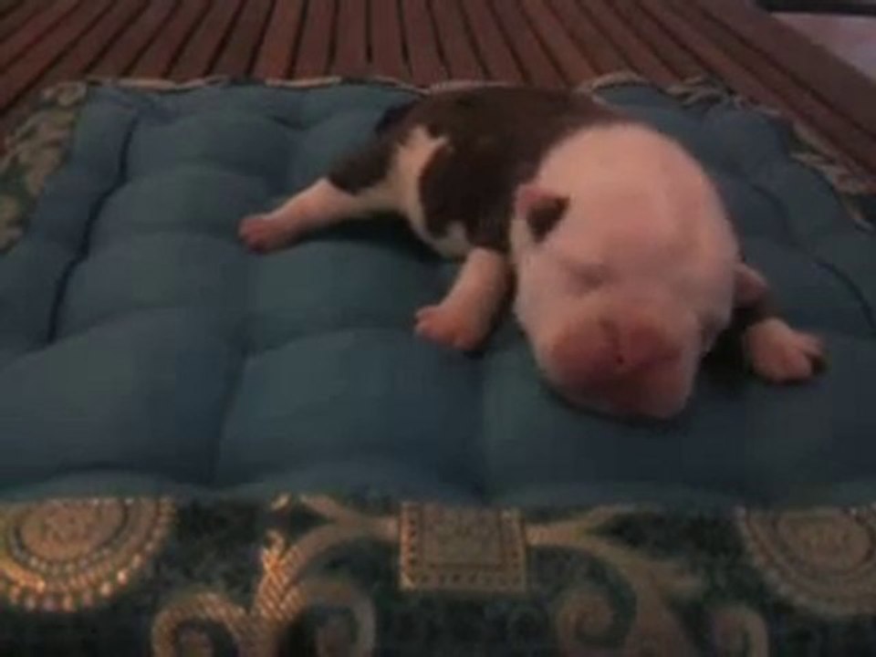 Vidéo0008