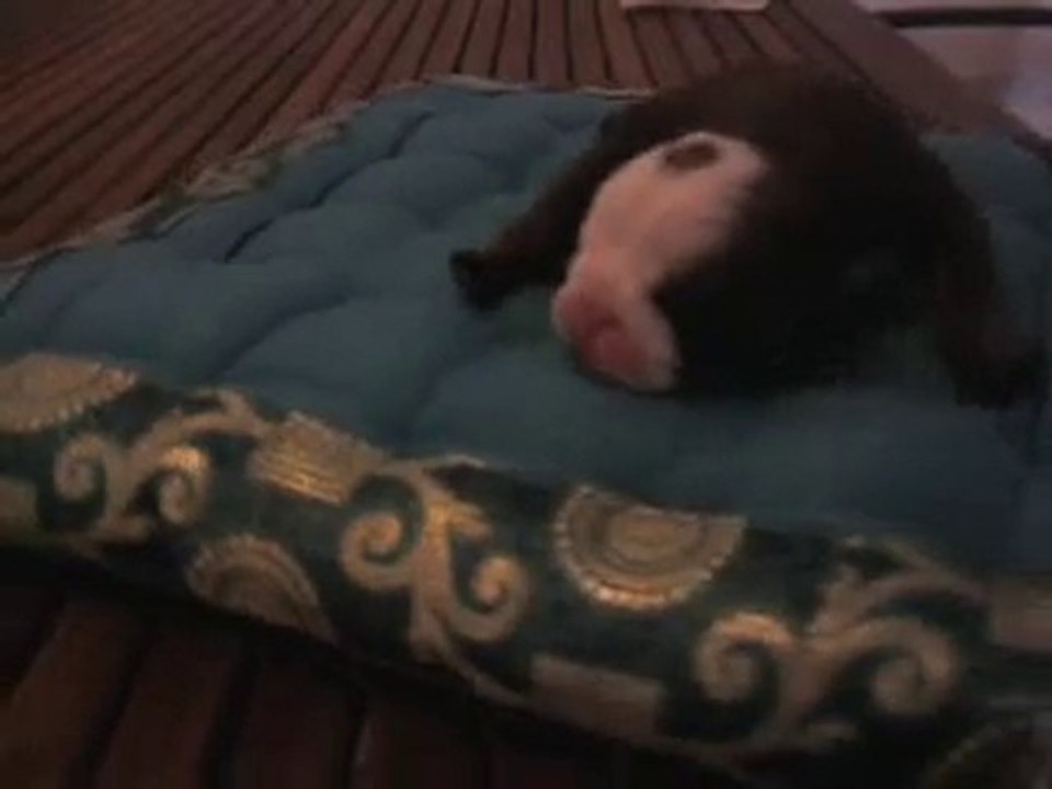 Vidéo0009