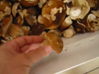 champignons 2