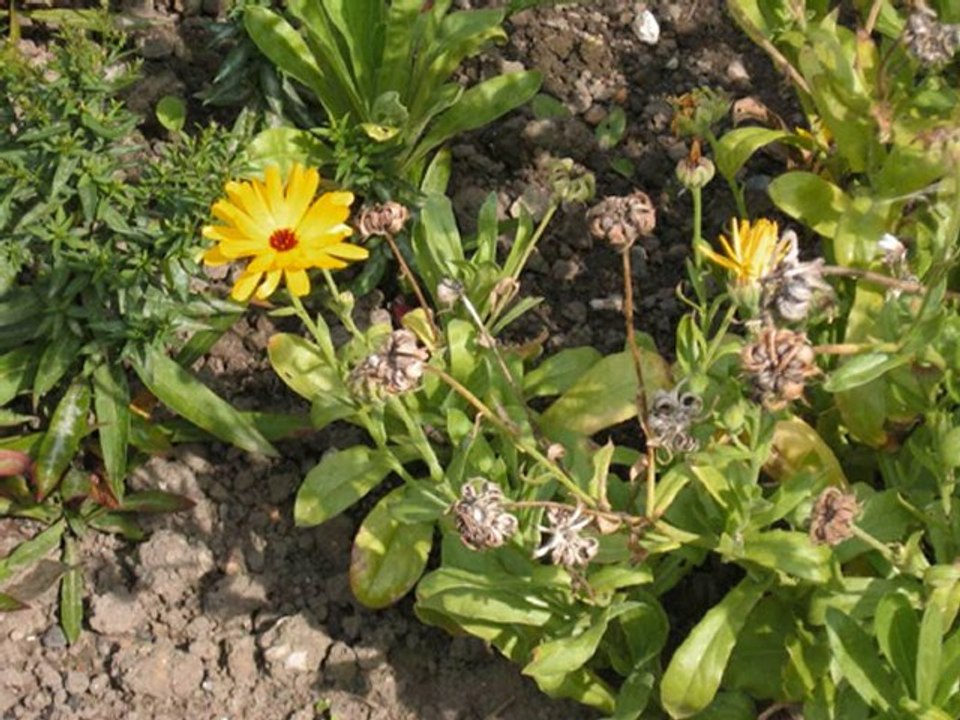 UN JARDIN A SANVIC