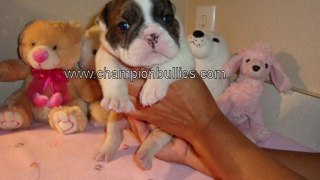 AKC English Bulldog Puppies For Sale – Bulldog Breeders