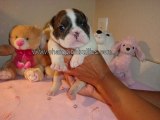AKC English Bulldog Puppies For Sale – Bulldog Breeders