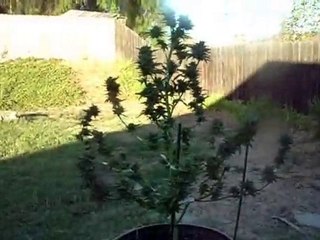 Harvesting Cannabis #8