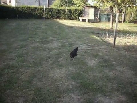 Apprentissage du 'assis' ,avec une poule !!