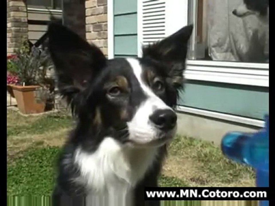 Dog Eats Squirt Gun Bullets