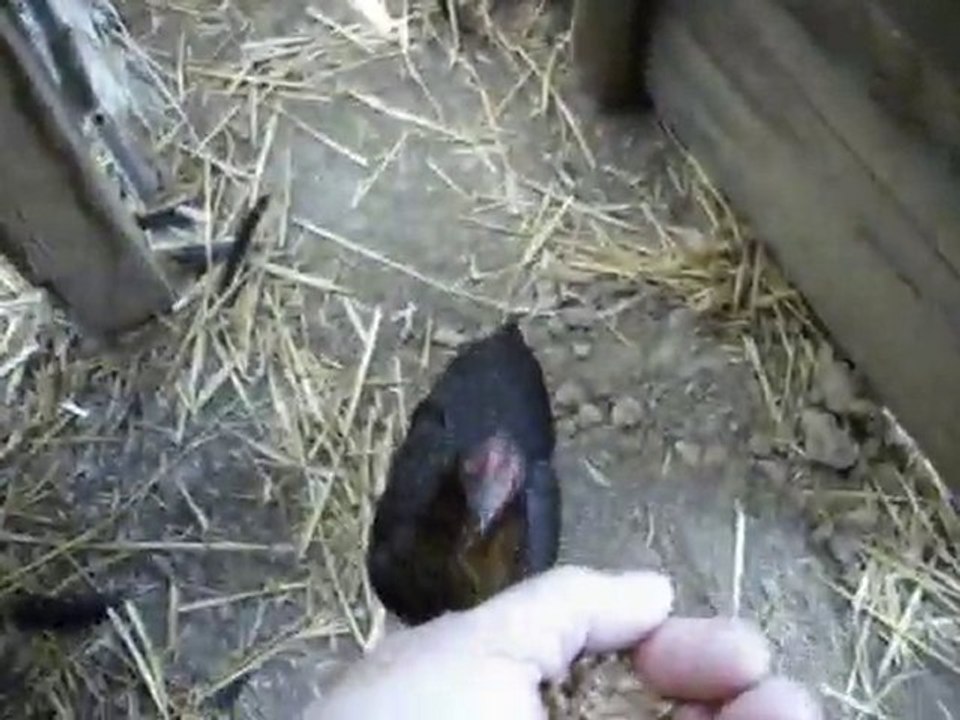 A.G.E.C. éducation d'une poule !!!
