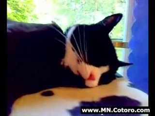 Cat Meows In His Sleep