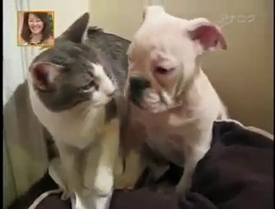 delikanli kedi