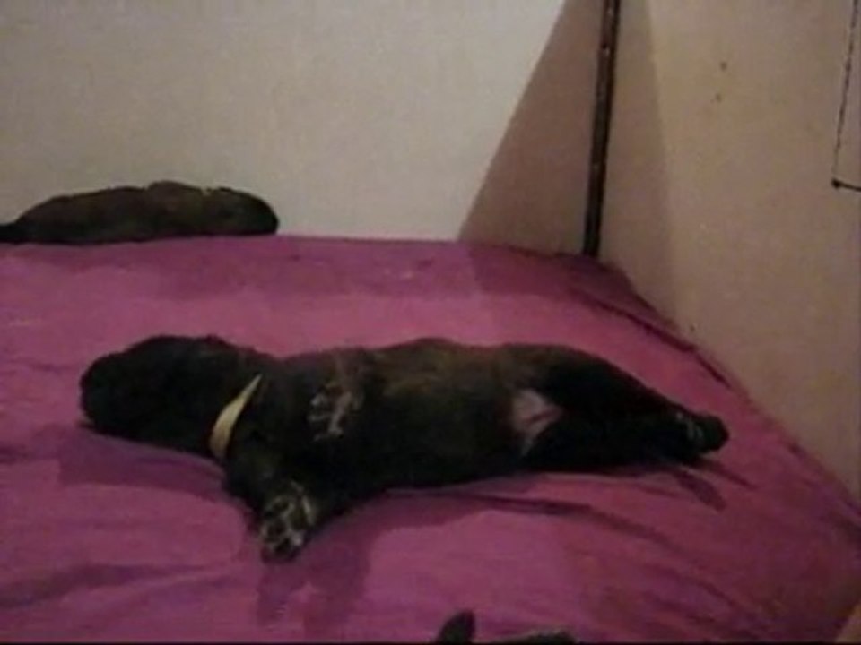 Chiot leonberg dodo, dodo petit léo.