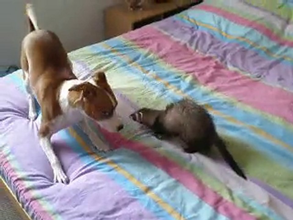 marley, luna, chelsea