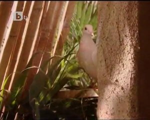 Непокорно сърце епизод 118 част 2