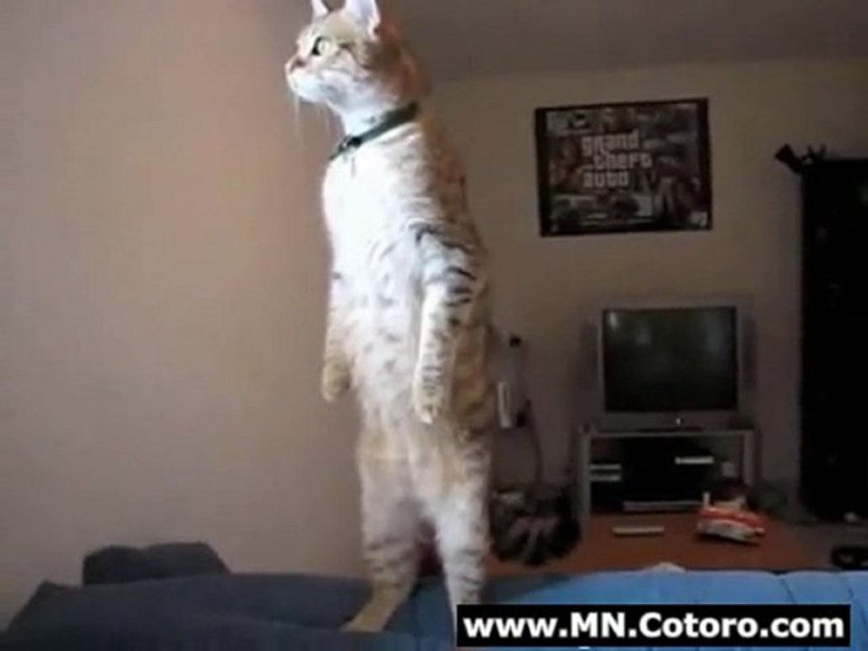 Standing Cat Watches You