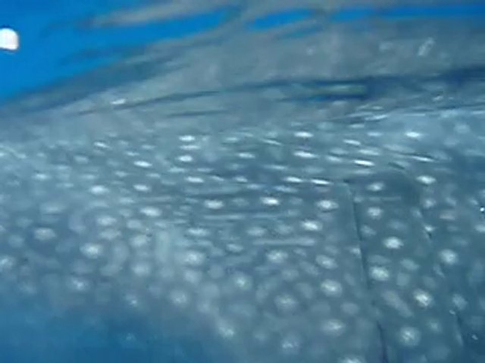 Rencontre avec de doux géants