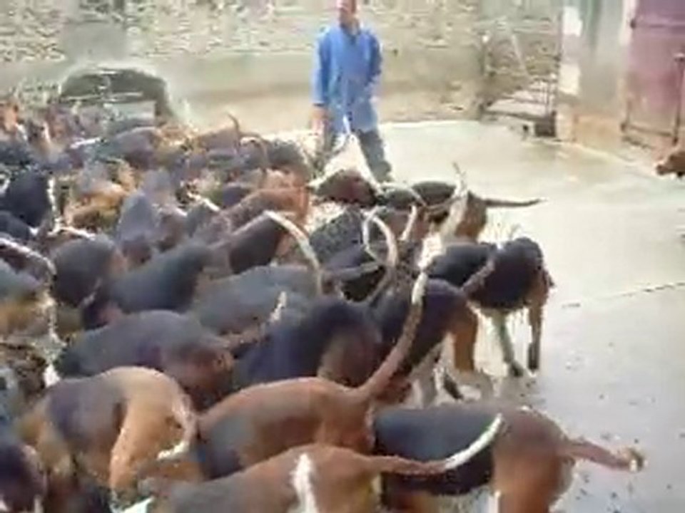 La meute de chiens