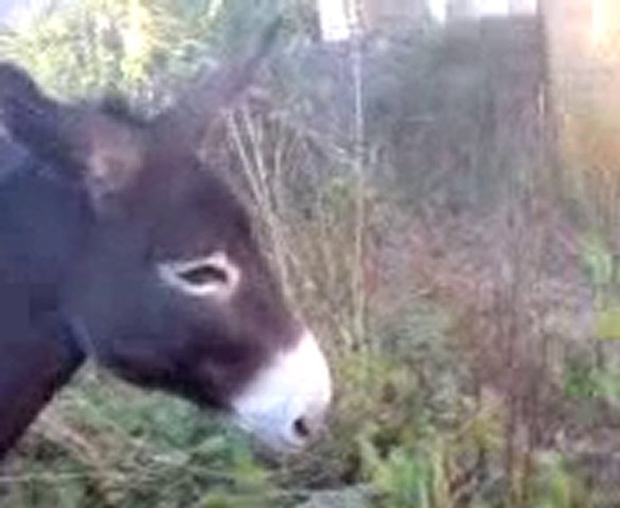 les équidés du furot