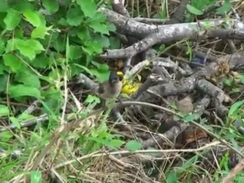 L'AIRE DE REPOS DU PARC KRUGER EN AFRIQUE DU SUD