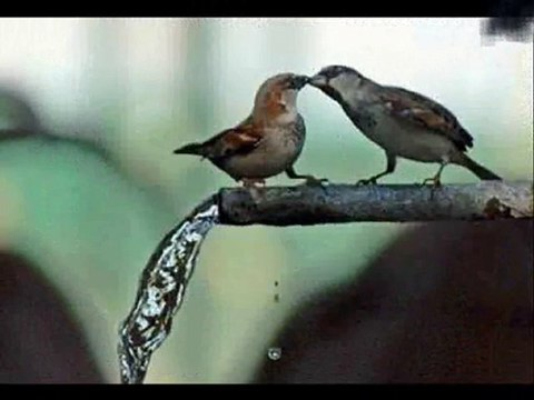 kenan-sevdan bir ateş